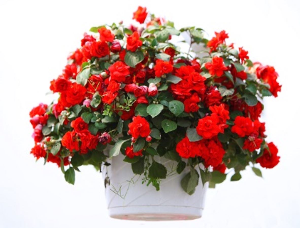 C&acirc;y Thu Hải Đường c&oacute; &yacute; nghĩa như thế n&agrave;o